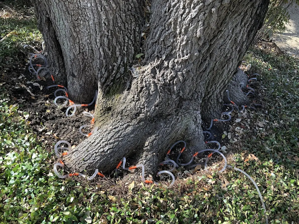 Detailed Tree Cabling and Bracing job site in Miller