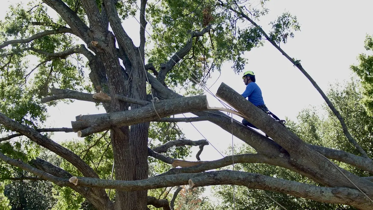 Professional Crown Thinning performed by certified arborists in Miller