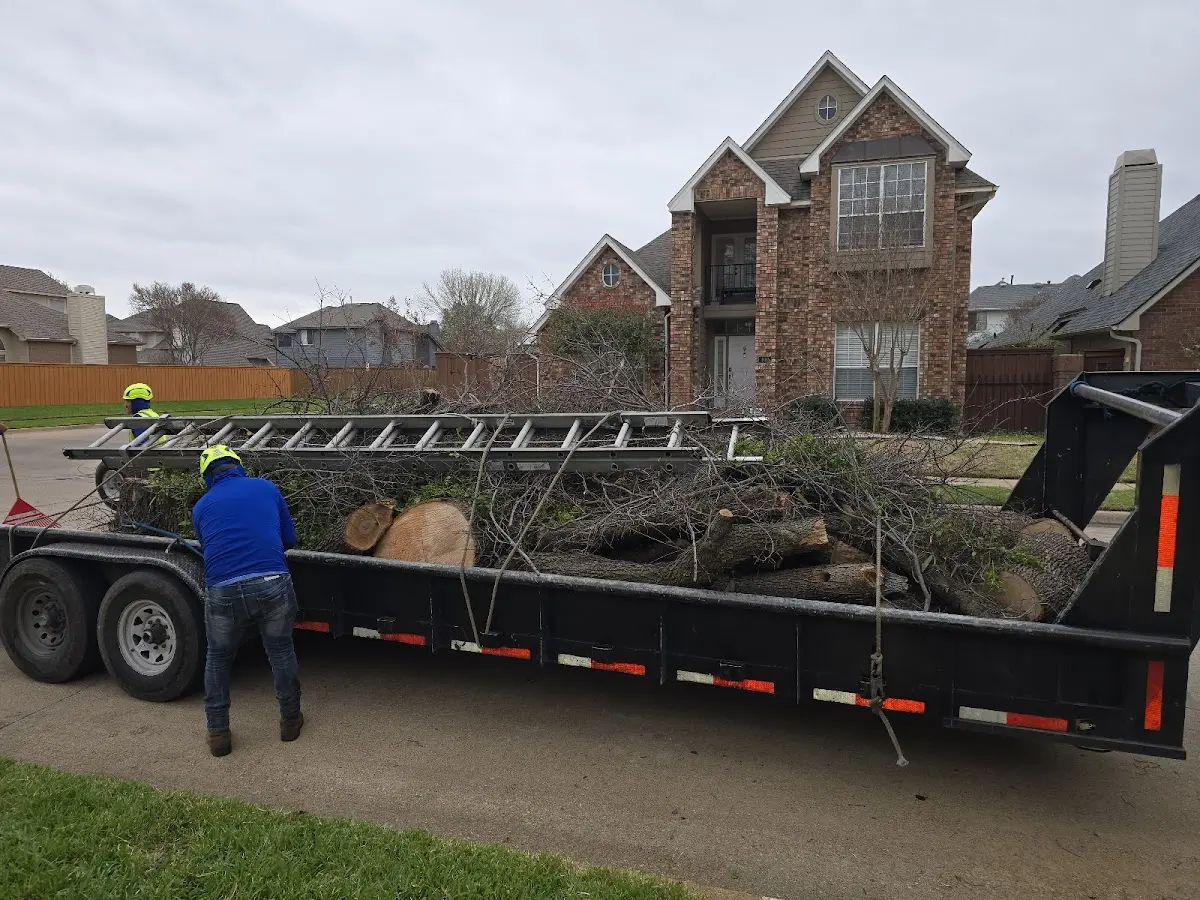 Expert Tree Removal with proper safety equipment in Miller